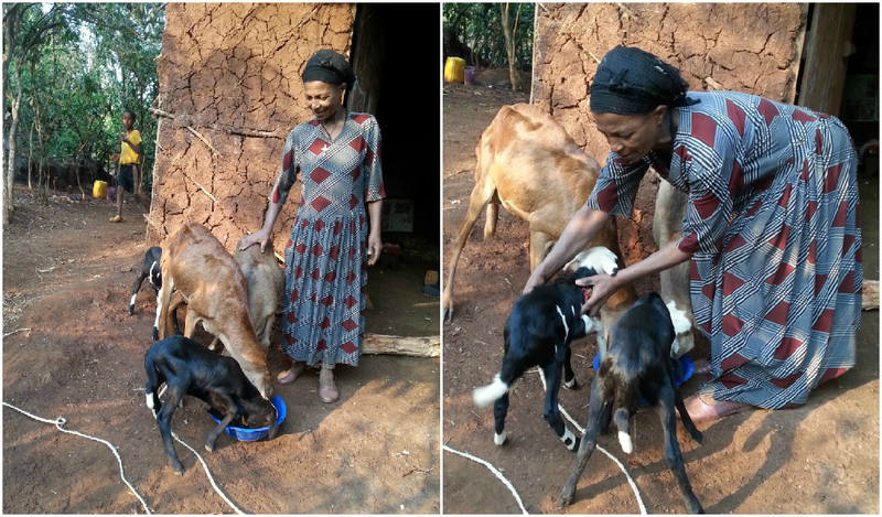 Self-sufficiency for families in Dembi Dollo