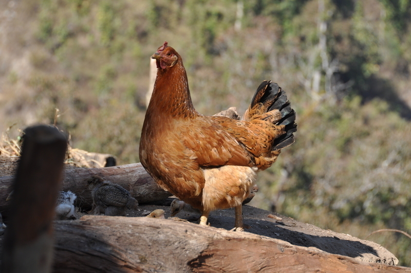 Chickens for self-sufficiency